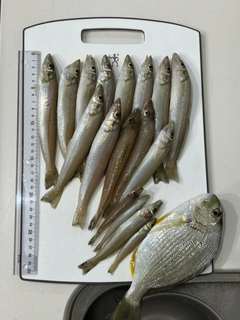 アジの釣果