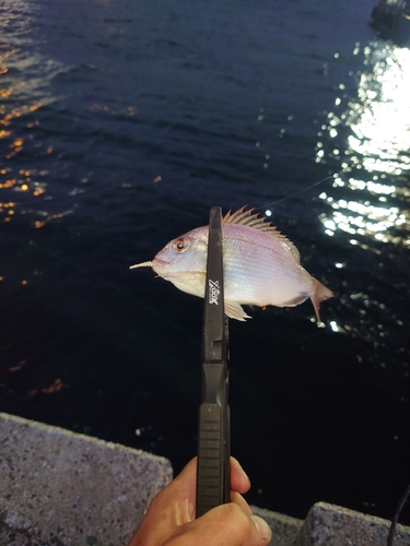 タイの釣果