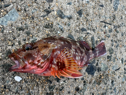 カサゴの釣果