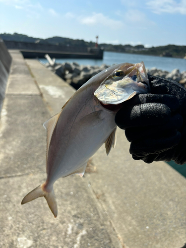 ショゴの釣果