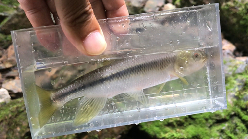 カワムツの釣果