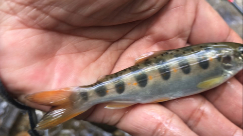 アマゴの釣果