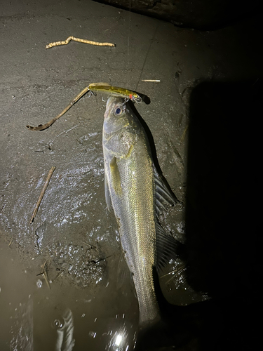 スズキの釣果