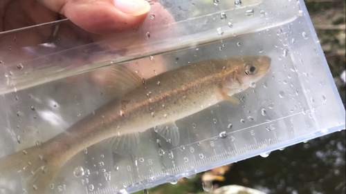 タカハヤの釣果