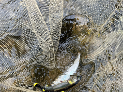 アユの釣果