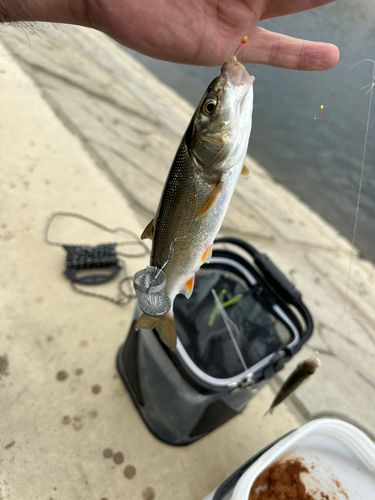 ウグイの釣果