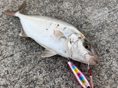 ショゴの釣果