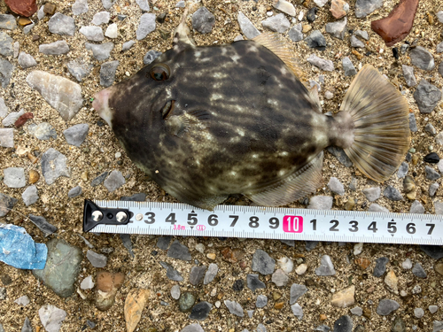 カワハギの釣果