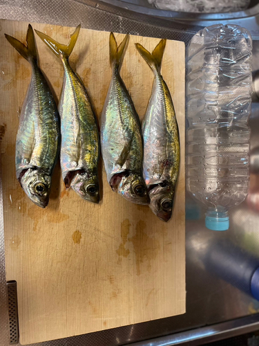 アジの釣果