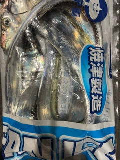 タチウオの釣果