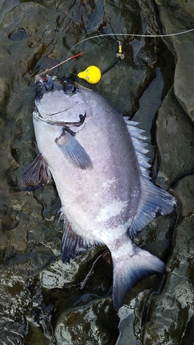 イシダイの釣果