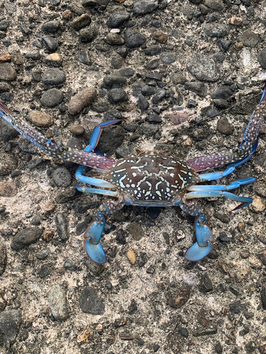 タイワンガザミの釣果