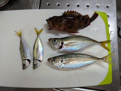 アジの釣果