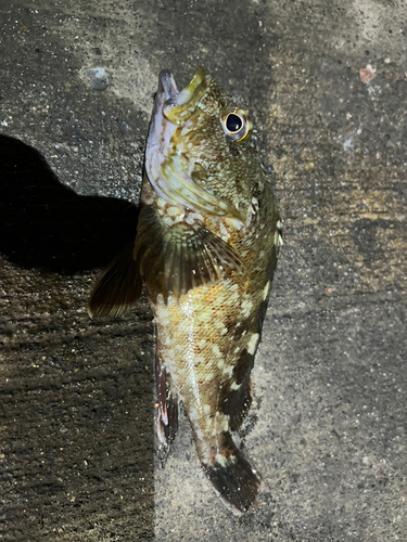 カサゴの釣果