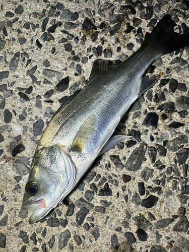 セイゴ（マルスズキ）の釣果