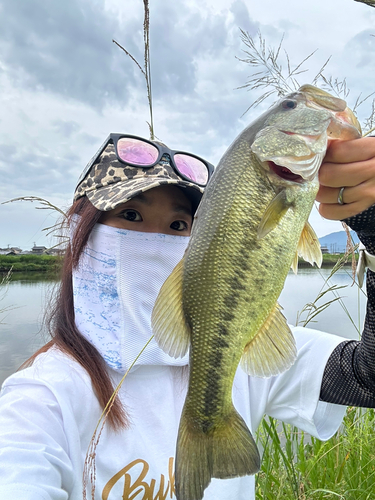 ラージマウスバスの釣果