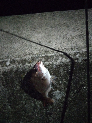 チャリコの釣果