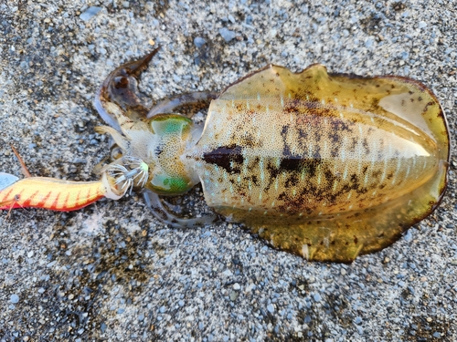 アオリイカの釣果