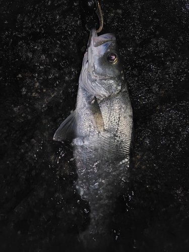 ヒラスズキの釣果