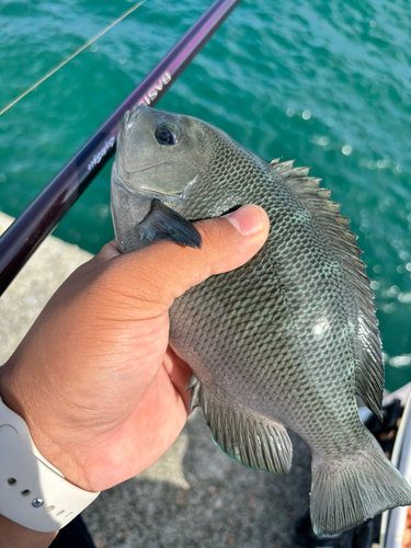 メジナの釣果