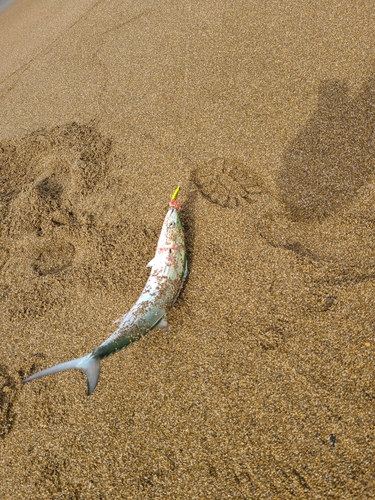 サゴシの釣果