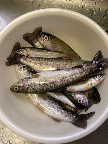 アユの釣果