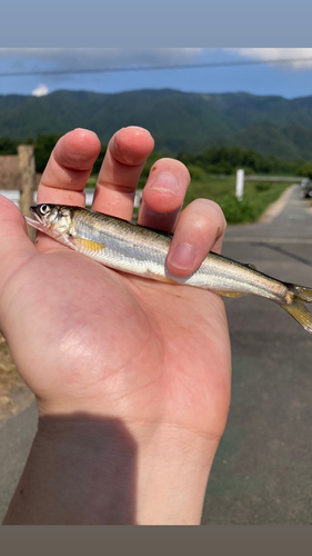 アユの釣果