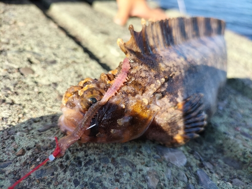 フサギンポの釣果