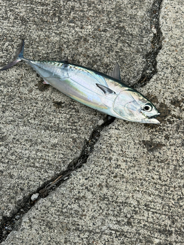 ソウダガツオの釣果