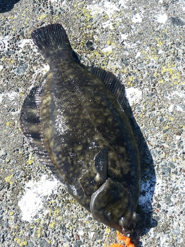 カレイの釣果