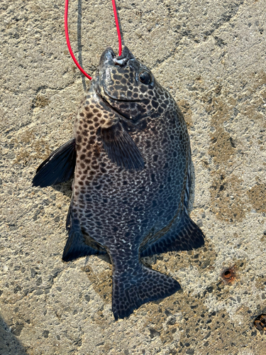 イシガキダイの釣果