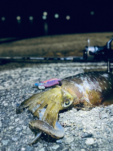 アオリイカの釣果