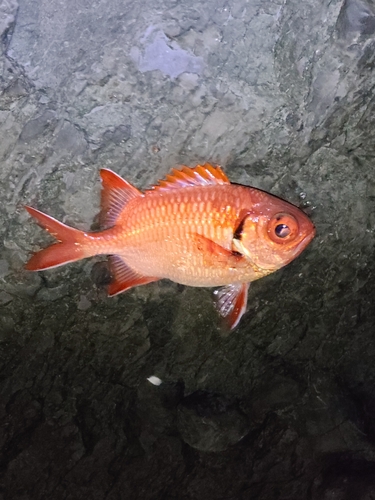 アカマツカサの釣果