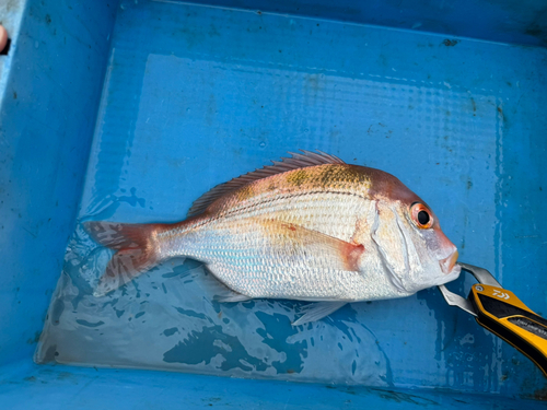 レンコダイの釣果