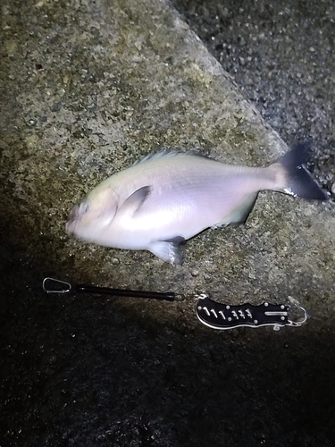 イスズミの釣果