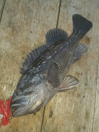 クロソイの釣果