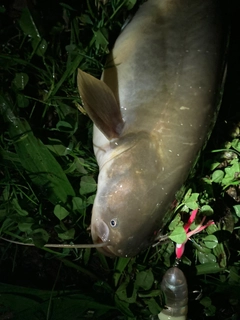 ナマズの釣果