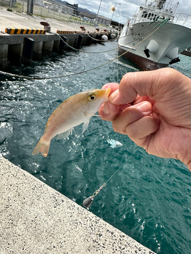 ヨコスジフエダイの釣果