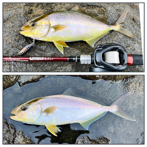 ショゴの釣果