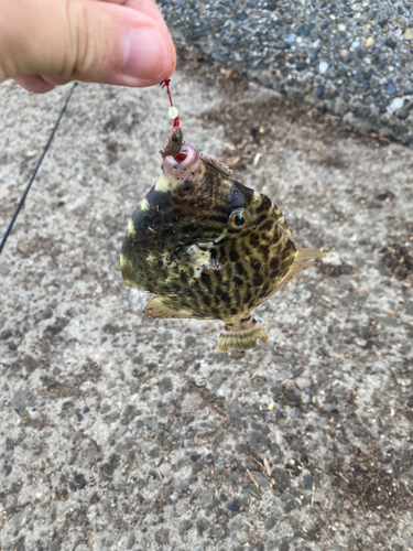 カワハギの釣果