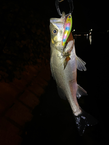 ニゴイの釣果