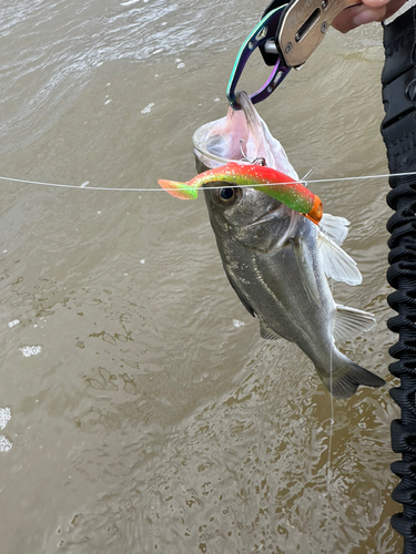 スズキの釣果