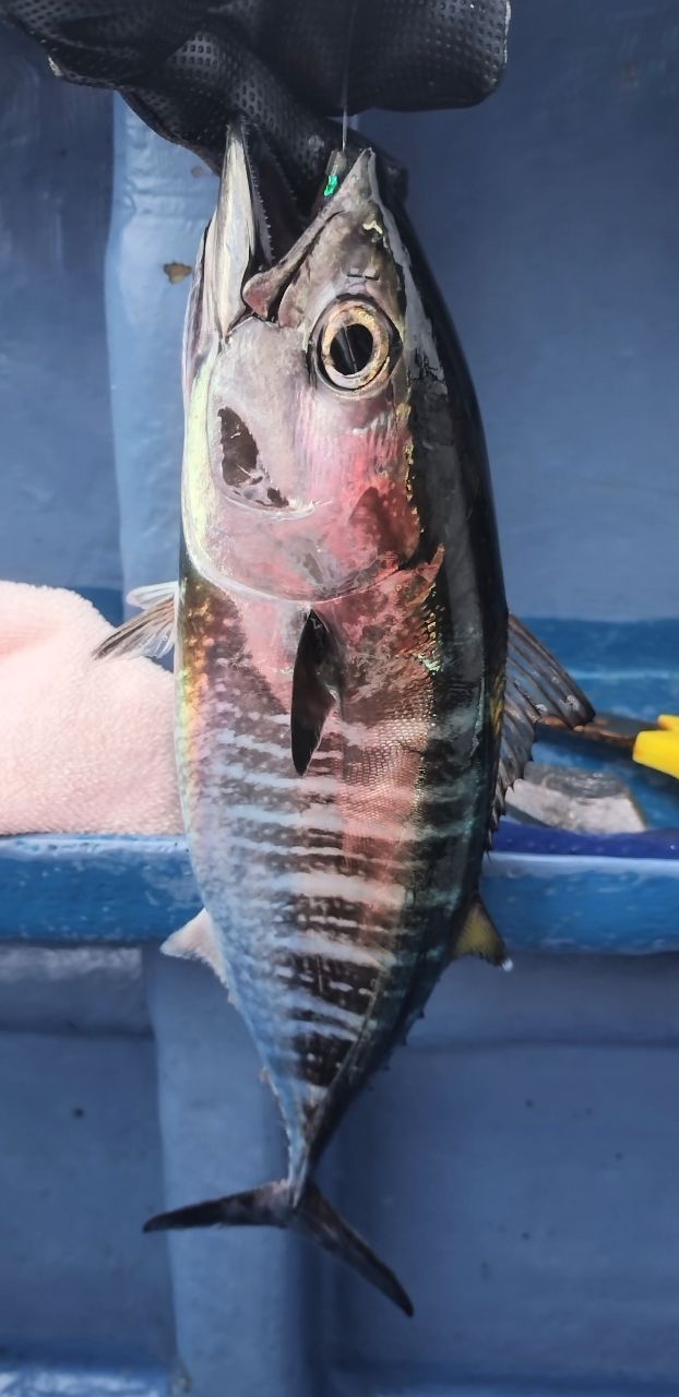 ユウチャンメンさんの釣果 2枚目の画像