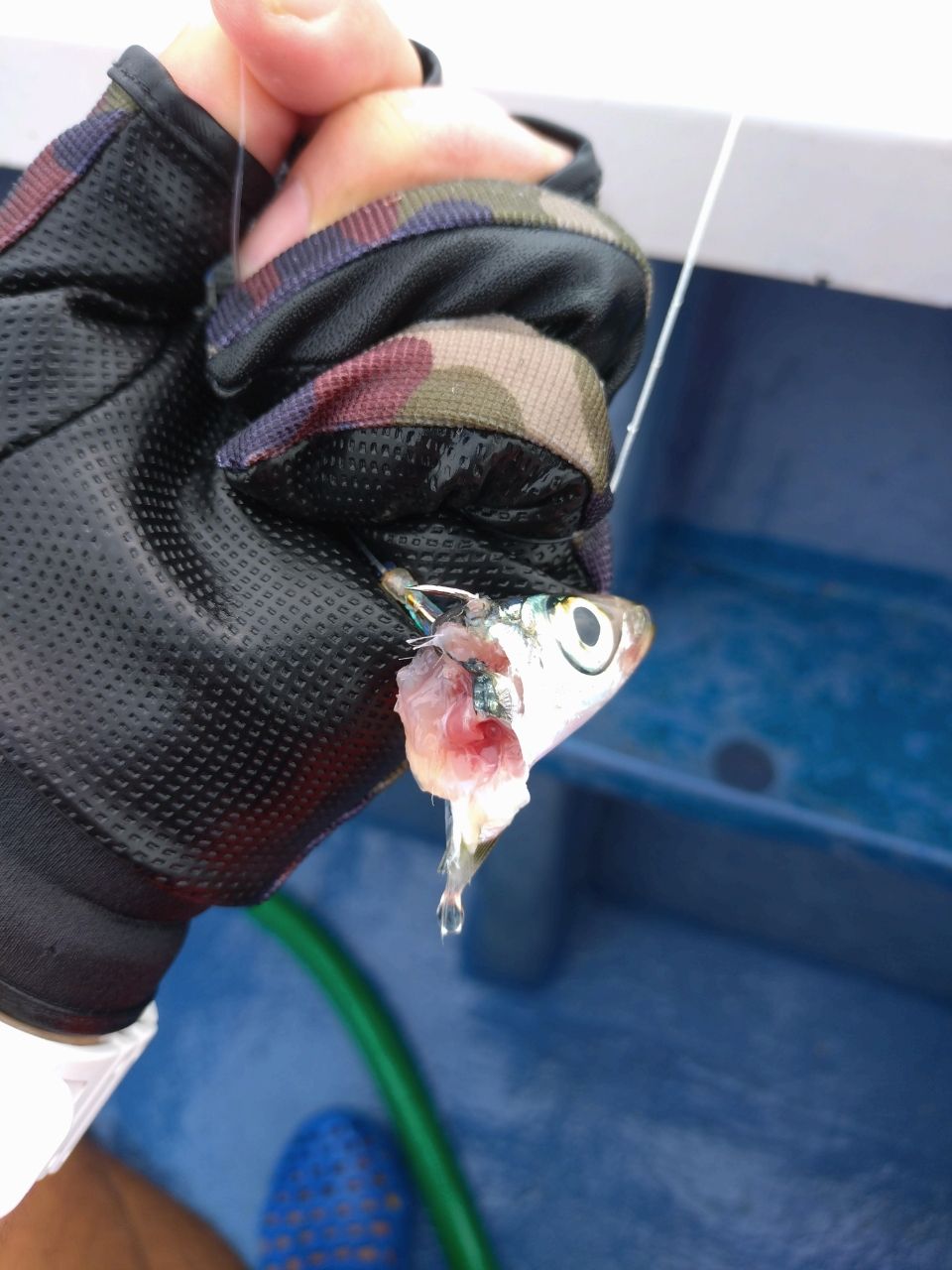 ユウチャンメンさんの釣果 3枚目の画像