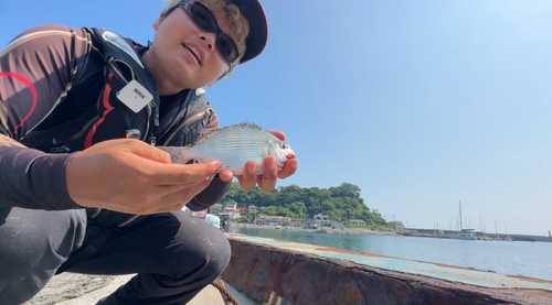 ヘダイの釣果