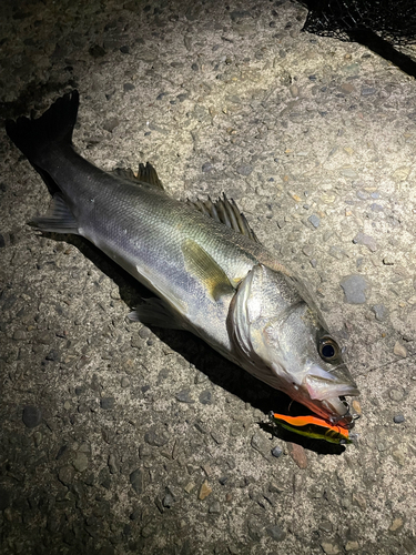 シーバスの釣果