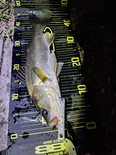 シーバスの釣果