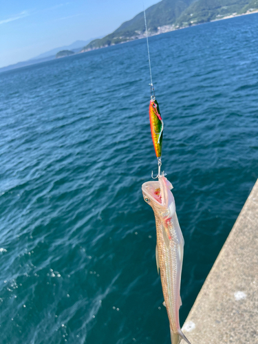 マエソの釣果