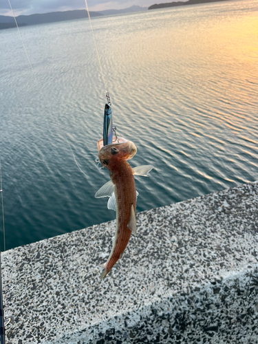 マエソの釣果