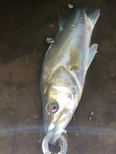 フッコ（マルスズキ）の釣果